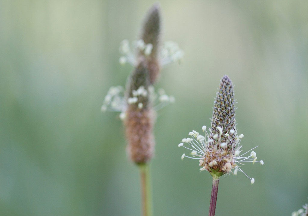 Quels sont les bienfaits du plantain lancéolé ?