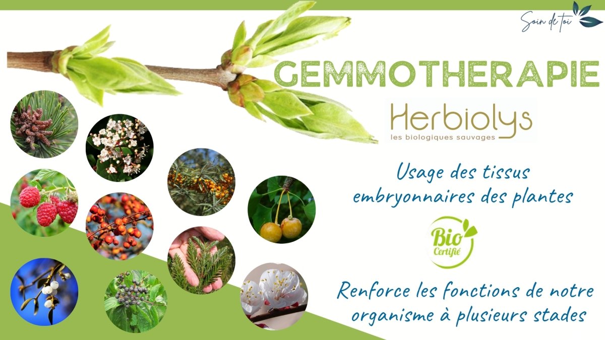 La gemmothérapie, une méthode thérapeutique au succès grandissant - Soin de Toi