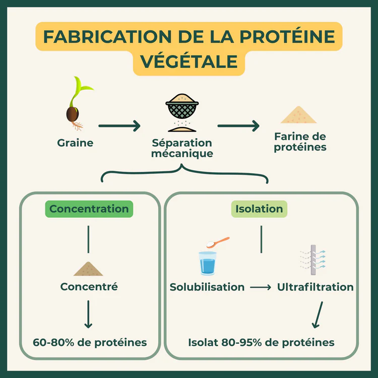 Protéines de pois en poudre - Soin de Toi